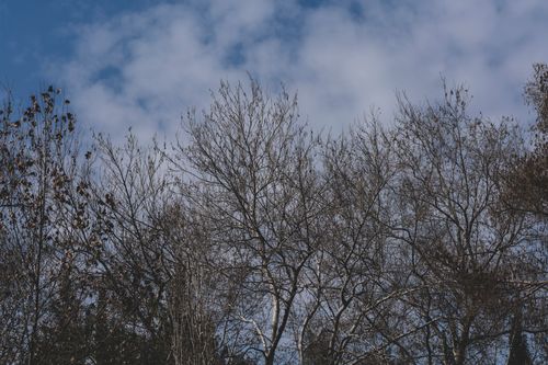 Free A scenic view of bare trees against a blue sky, capturing the essence of an autumn forest. Stock Photo