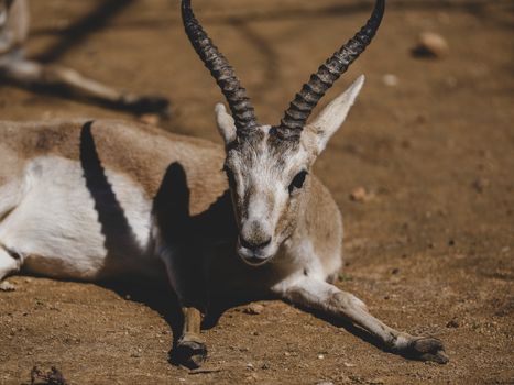 A serene portrait of an antelope resting on a sunlit savanna, showcasing its graceful horns and natural beauty.