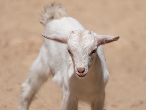 Free Close-up of a cute young goat outdoors on a sunny day, showcasing its fluffy white fur and playful demeanor. Stock Photo