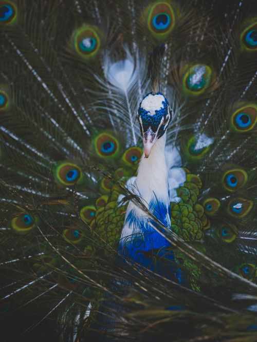 Free A striking blue peacock displays its vibrant plumage in Antalya, showcasing exotic feathers. Stock Photo