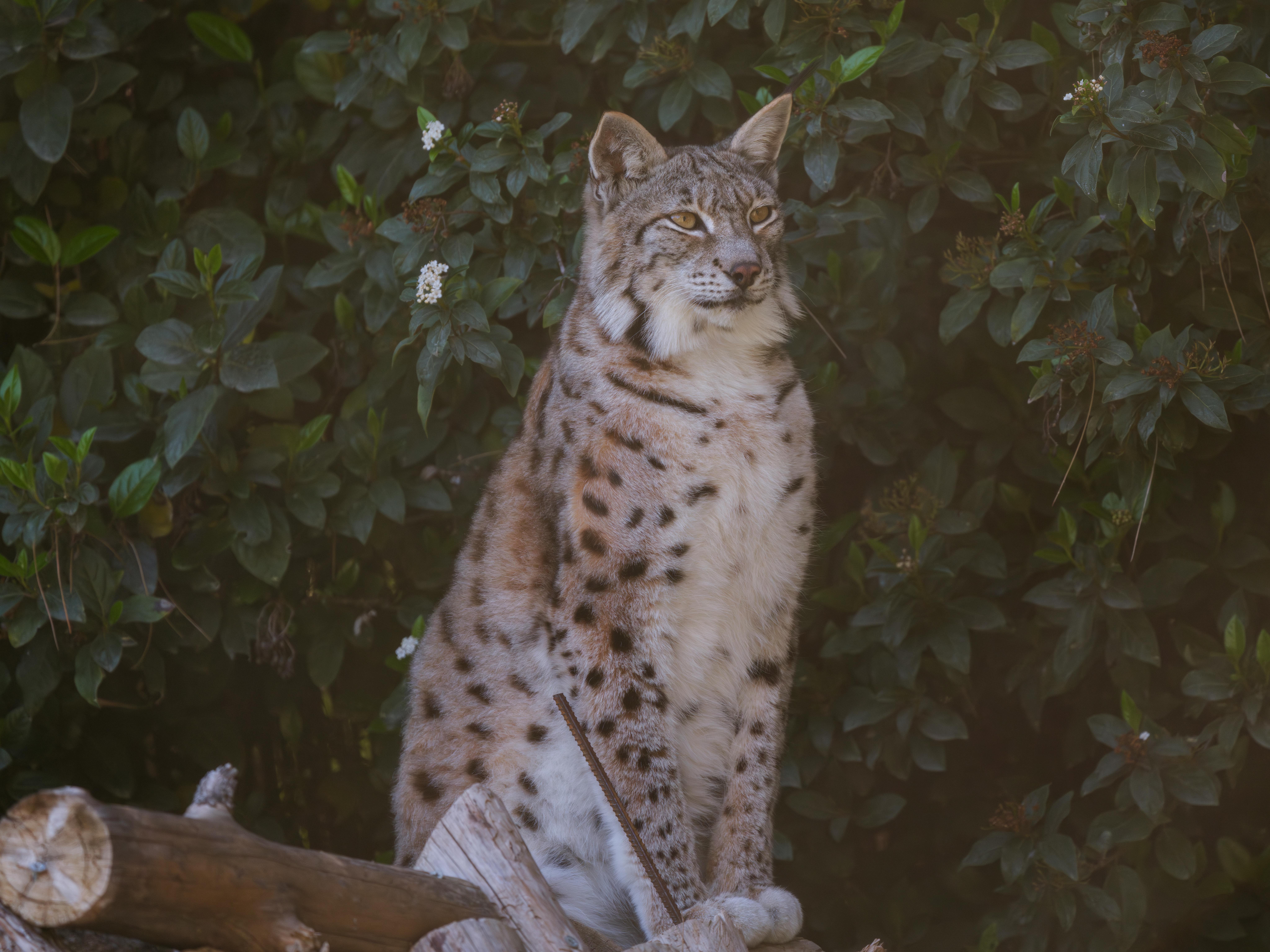 Rare Animals and Their Vanishing Habitats