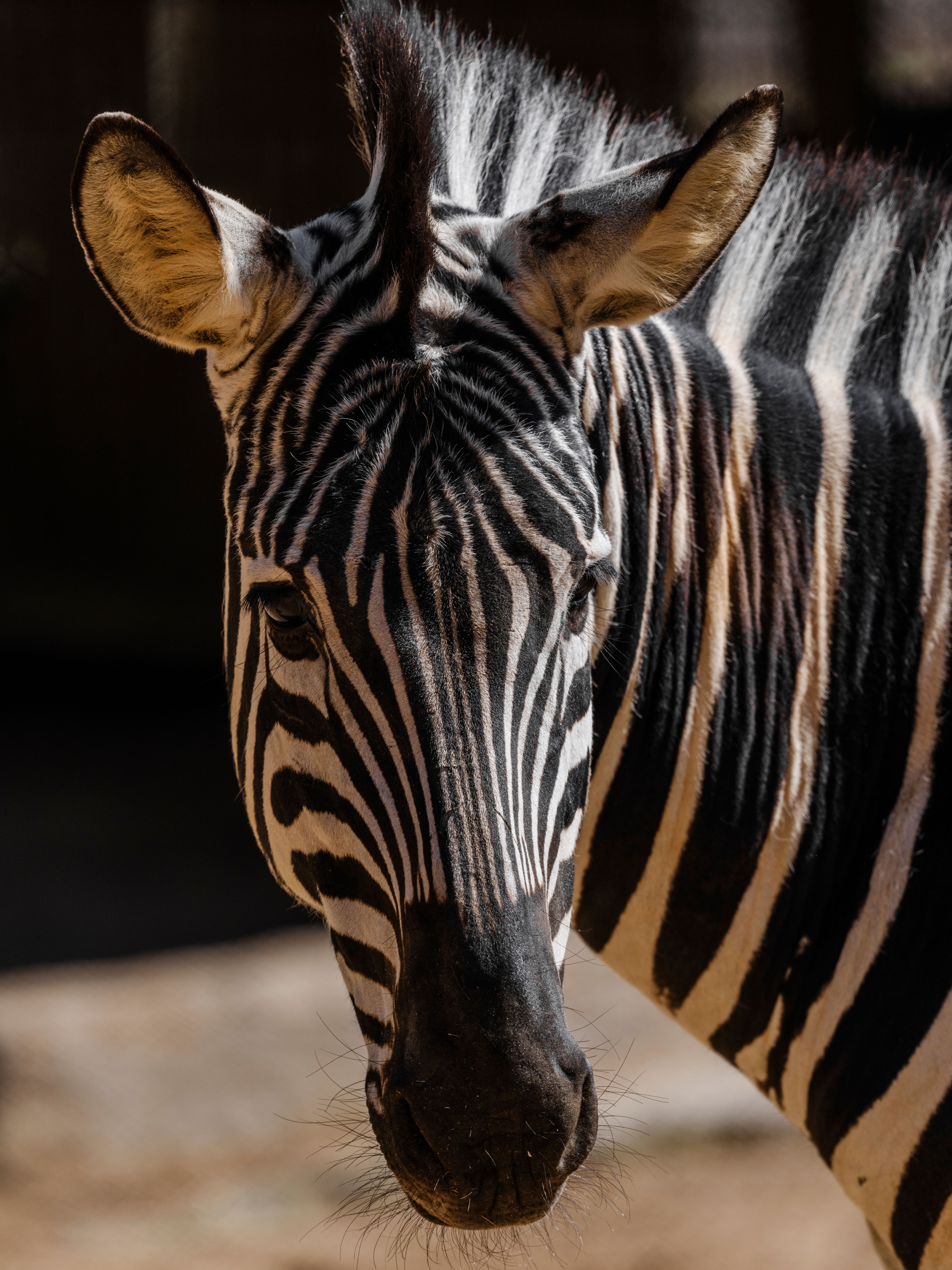 Close-up Portrait of a Majestic Zebra · Free Stock Photo