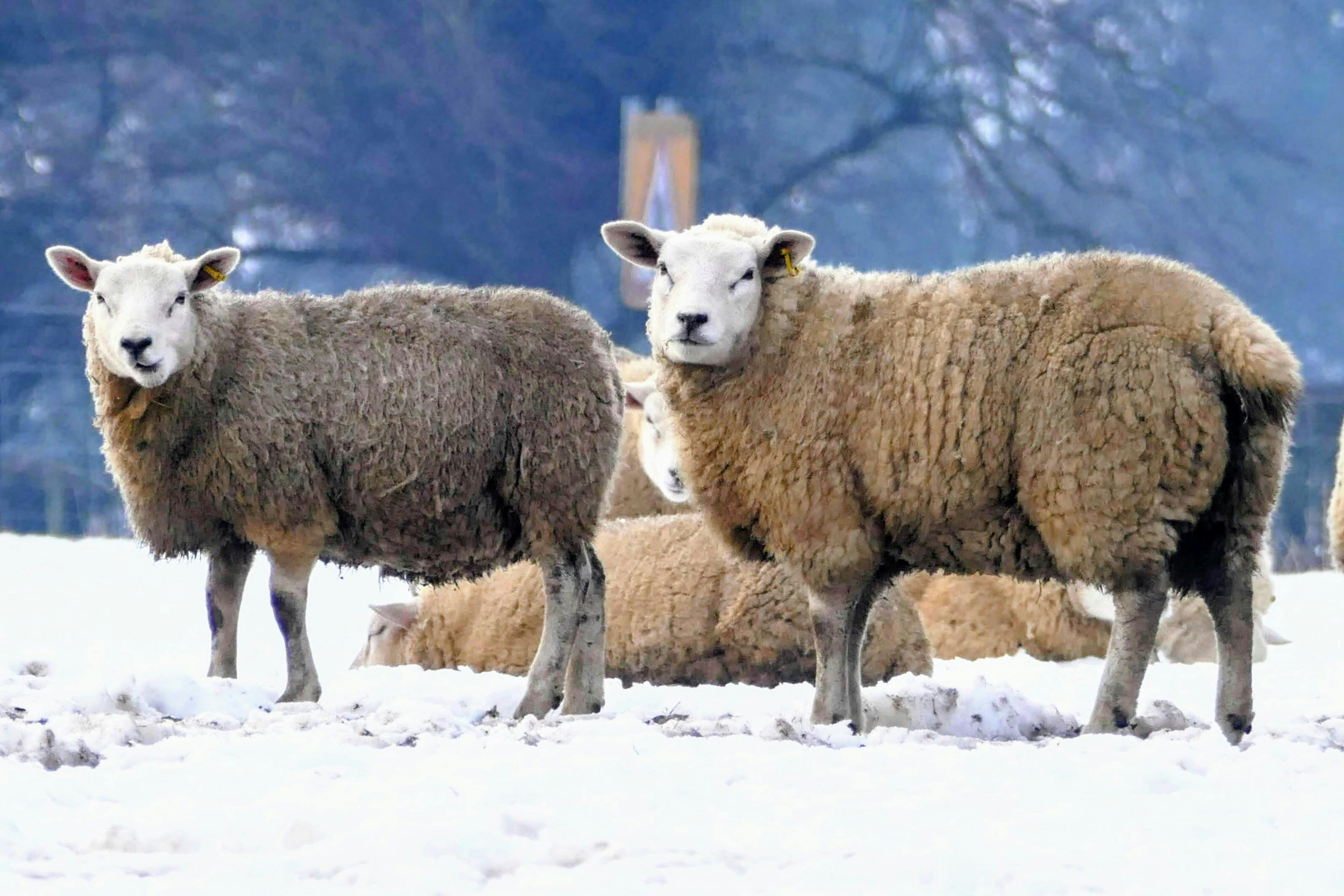 pexels-photo-33653789.jpeg?auto=compress&cs=tinysrgb&h=650&w=940