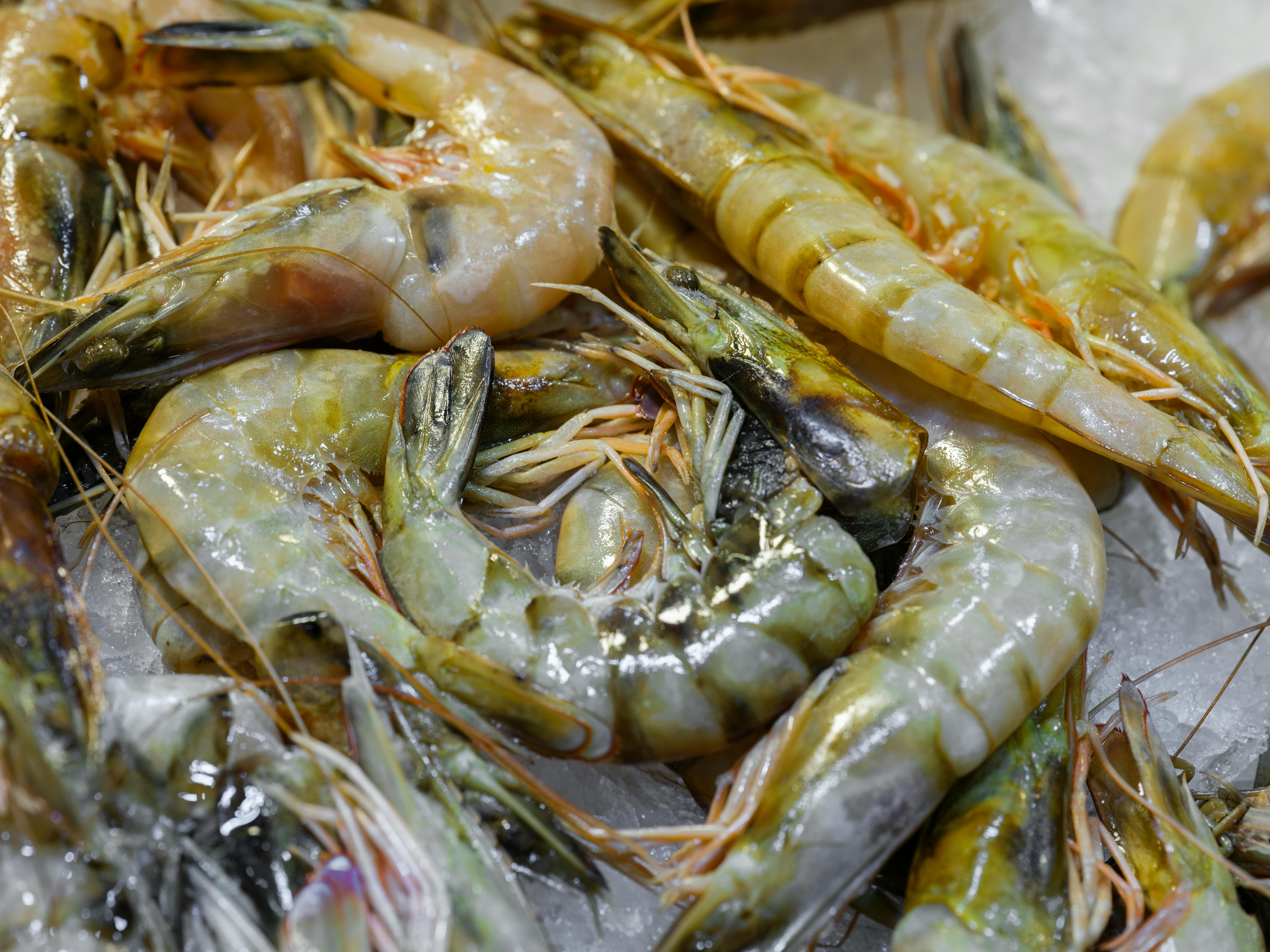 Closeup of fresh raw shrimp displayed on ice, ideal for healthy seafood dishes.