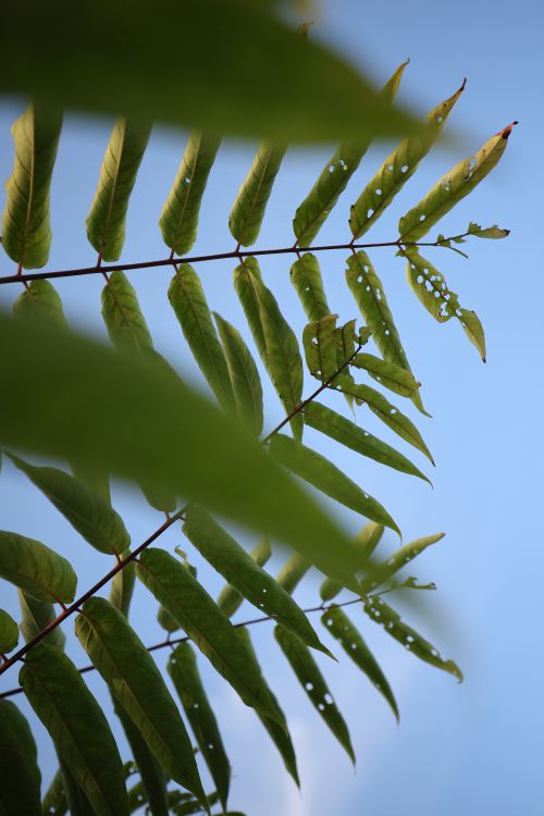 Free yapraklar Stock Photo