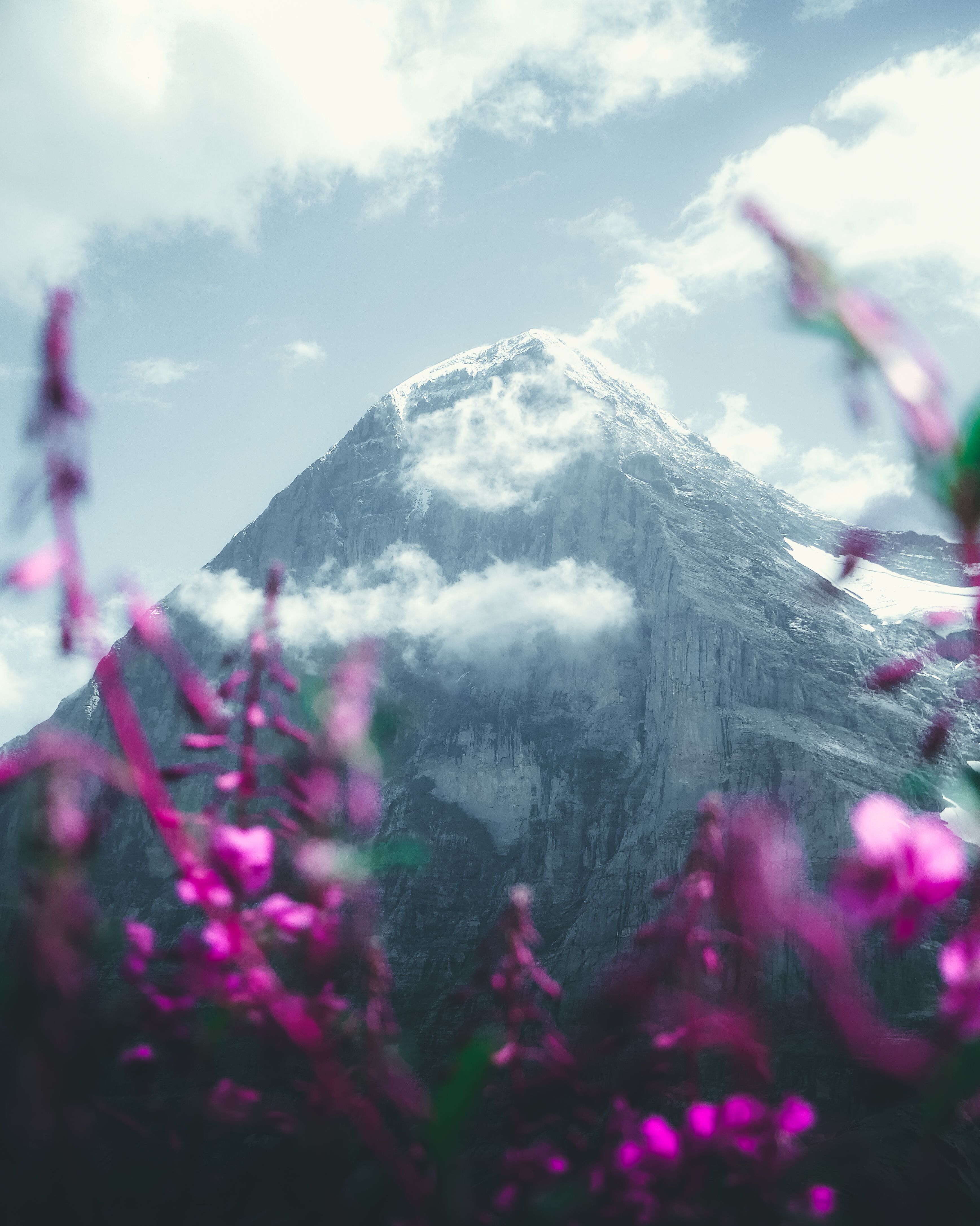 Pink Flowers Near Mountain Covered by Snow · Free Stock Photo