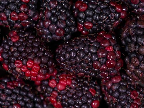 Free Delicious fresh blackberries showcasing rich colors and textures, ideal for healthy eating concepts. Stock Photo
