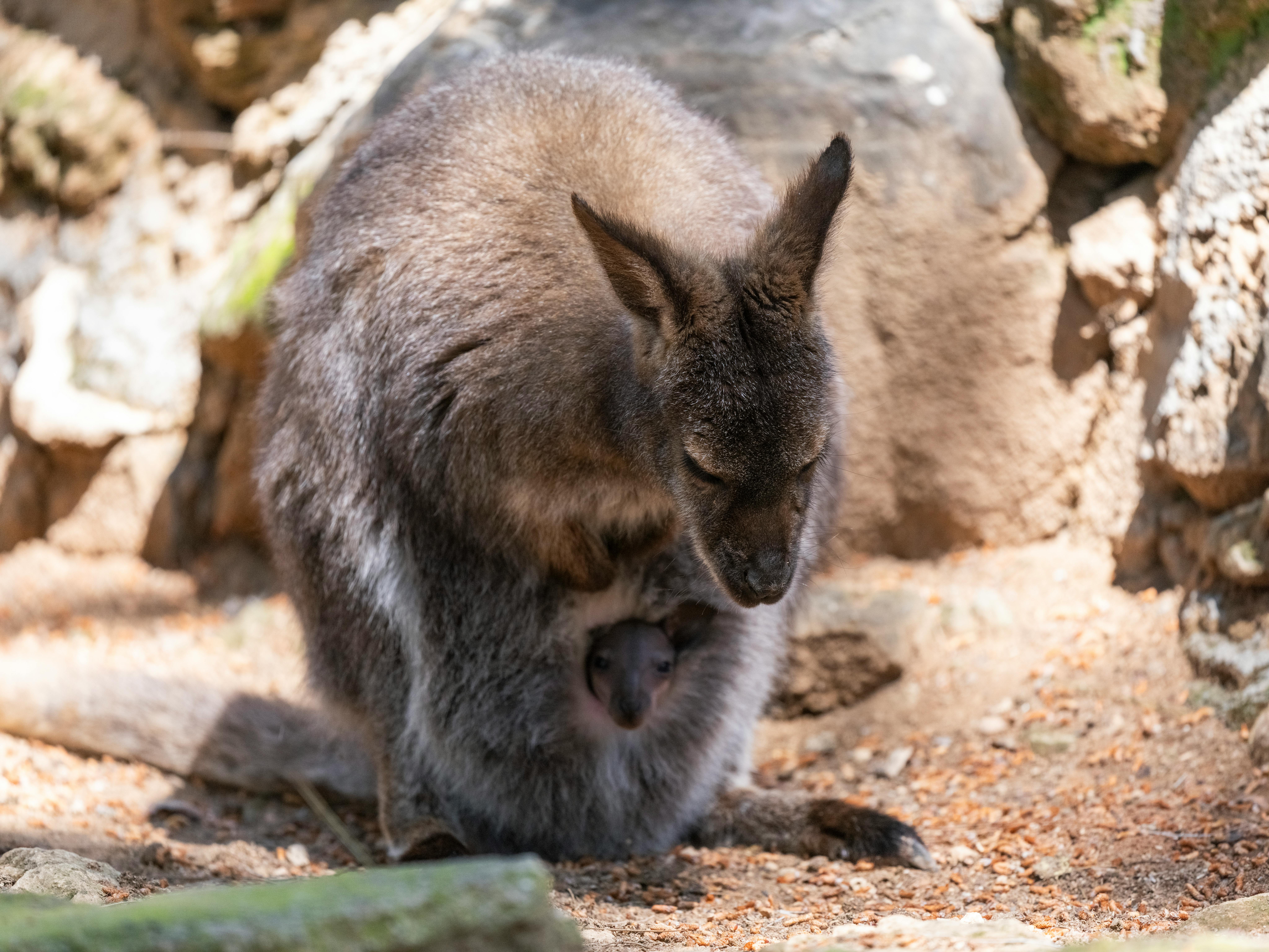 Close-up of a mother kangaroo with her joey in the pouch, showcasing the bond in their natural habitat.