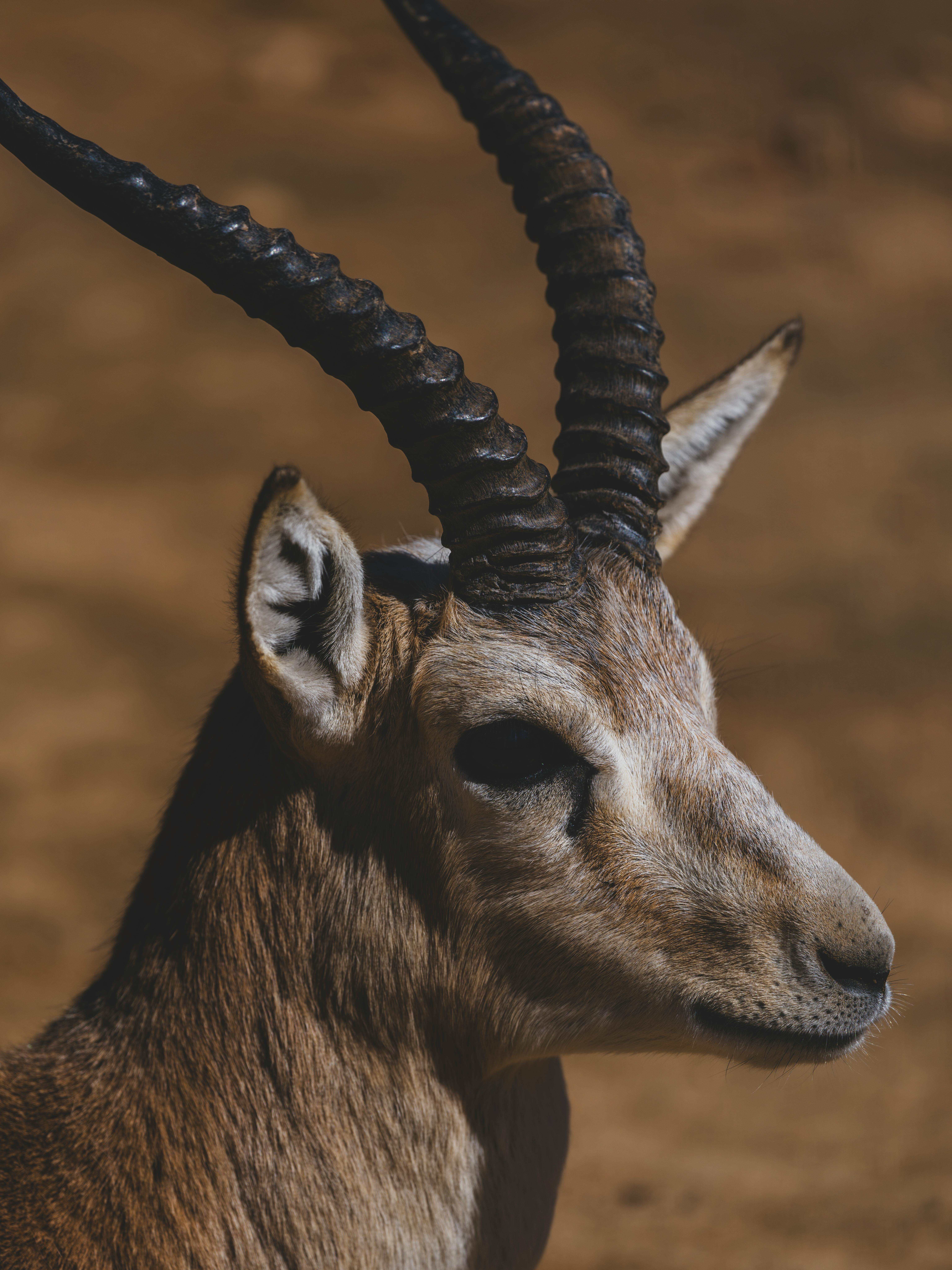 grátis Retrato em close-up de um antílope em Antália, exibindo seus chifres majestosos e sua pelagem marcante sob iluminação natural. Foto profissional