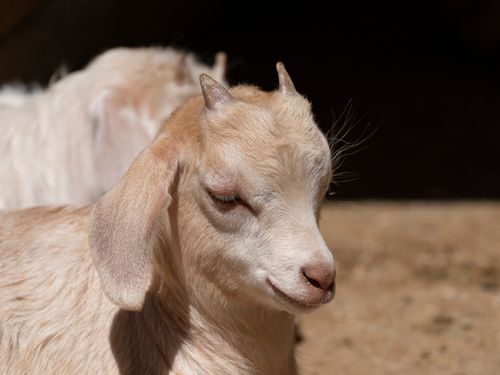 Free Charming young goat basks in sunlight on a rustic farm, exuding a cozy rural vibe. Stock Photo