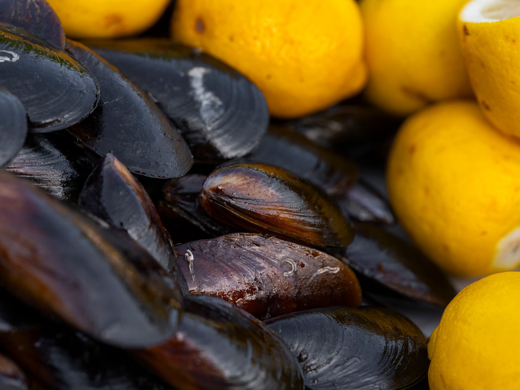 A market display of fresh, live mussels in shells