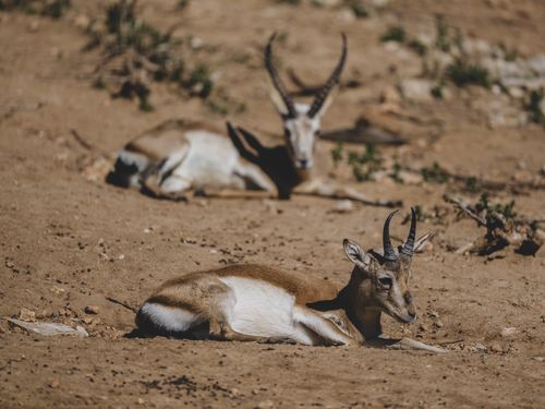 Free Two antelopes gracefully resting on the sunlit grasslands of Antalya, Türkiye, showcasing the beauty of wildlife. Stock Photo