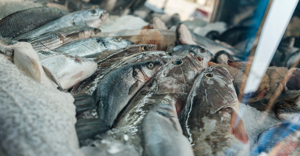 Comparatif : poisson frais vs poisson congelé