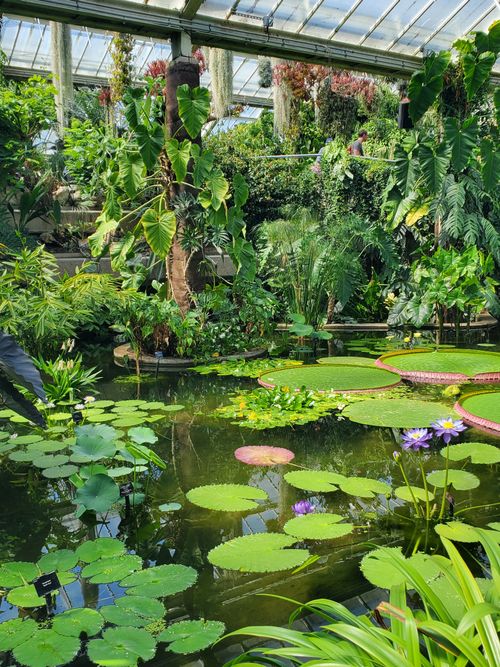 Free A vibrant botanical garden featuring water lilies and exotic tropical plants in England. Stock Photo