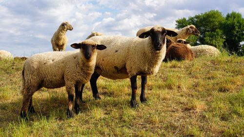 Free A serene scene of sheep grazing in a picturesque field in Seevetal, Niedersachsen, Germany. Stock Photo