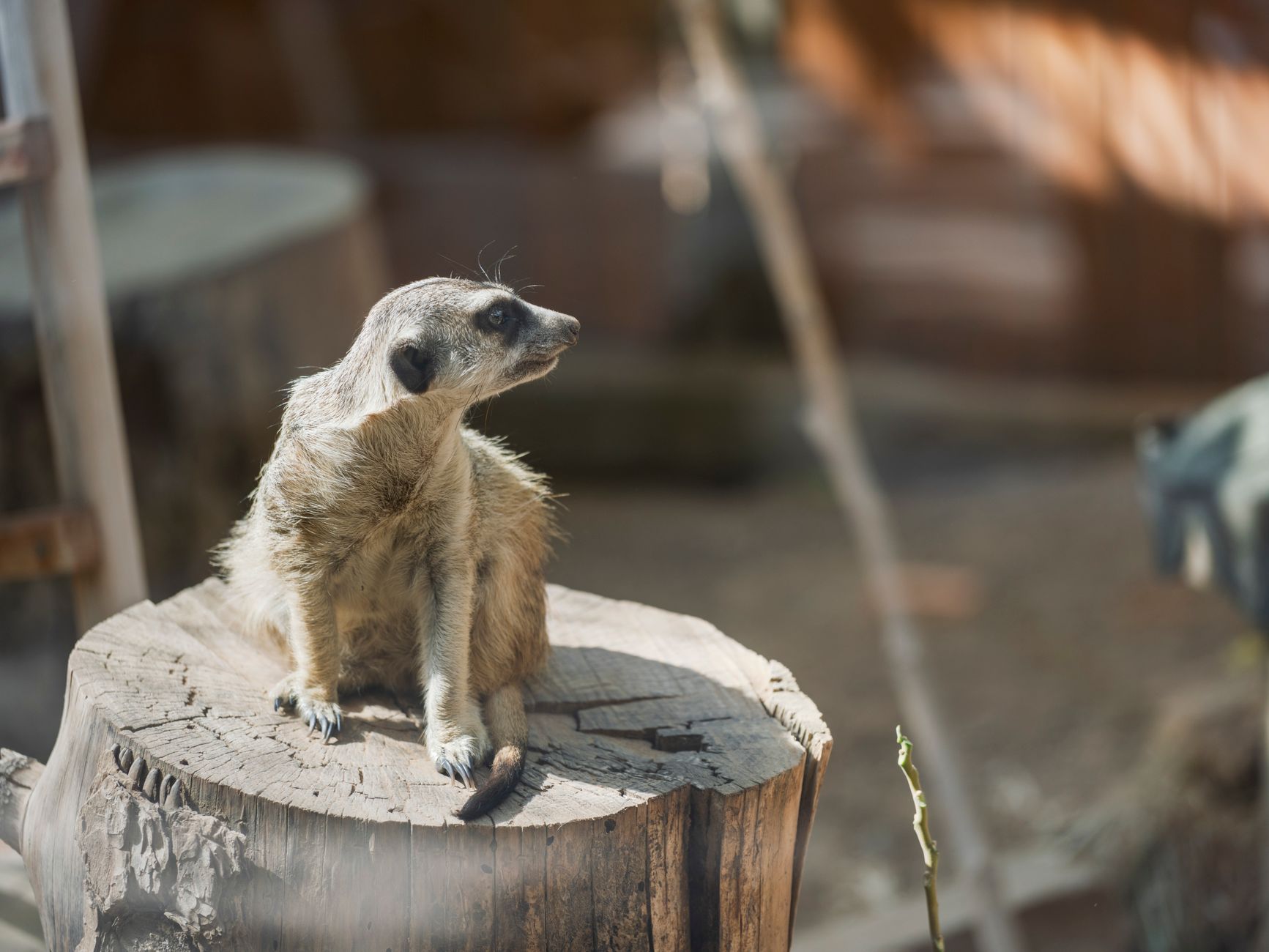 The meerkats