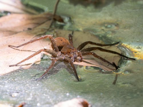 Free Detailed image of a spider on a leaf by water in Antalya, showcasing natural habitat and arachnid details. Stock Photo
