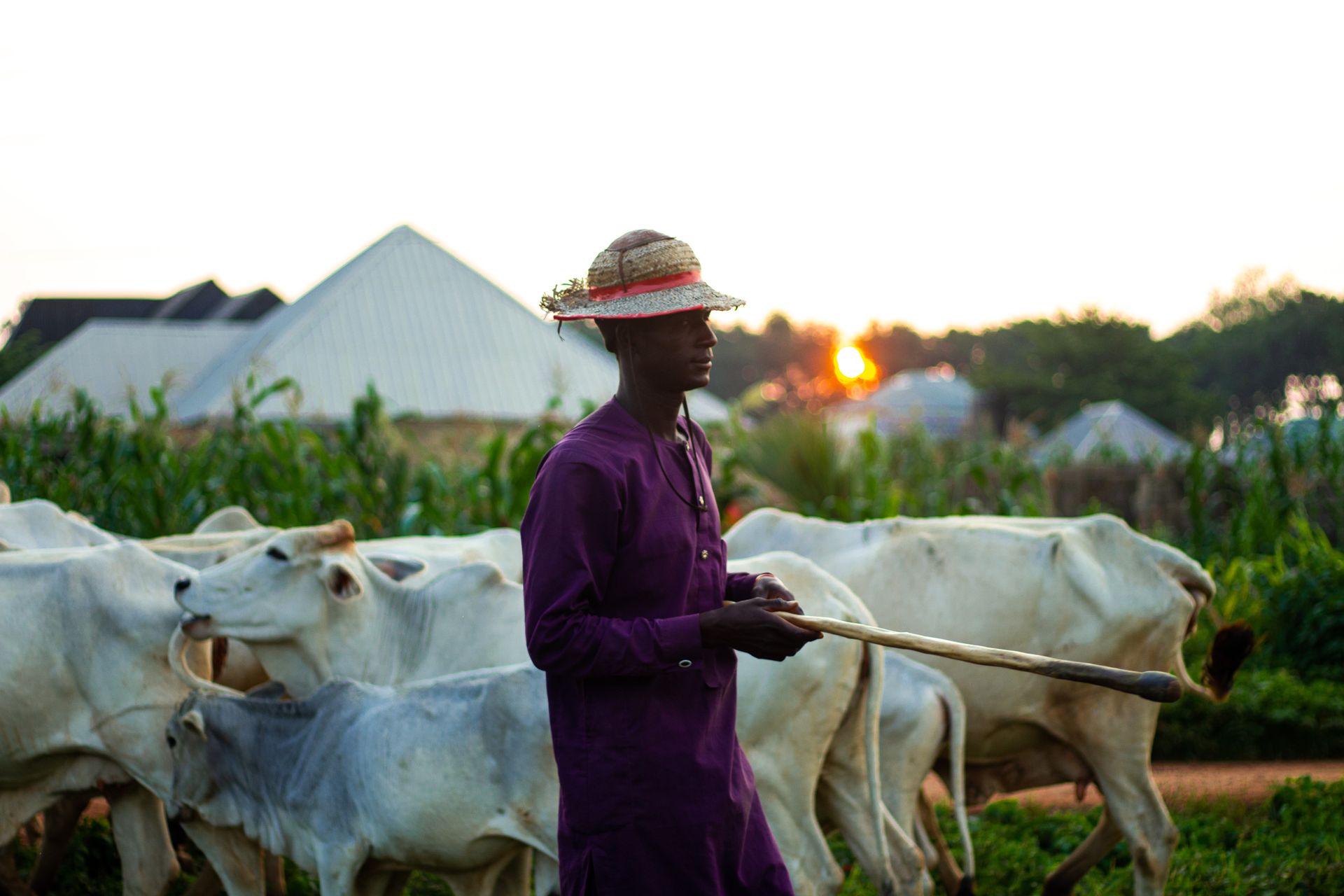 An African herdsman guides cattle through a rural landscape during sunset.