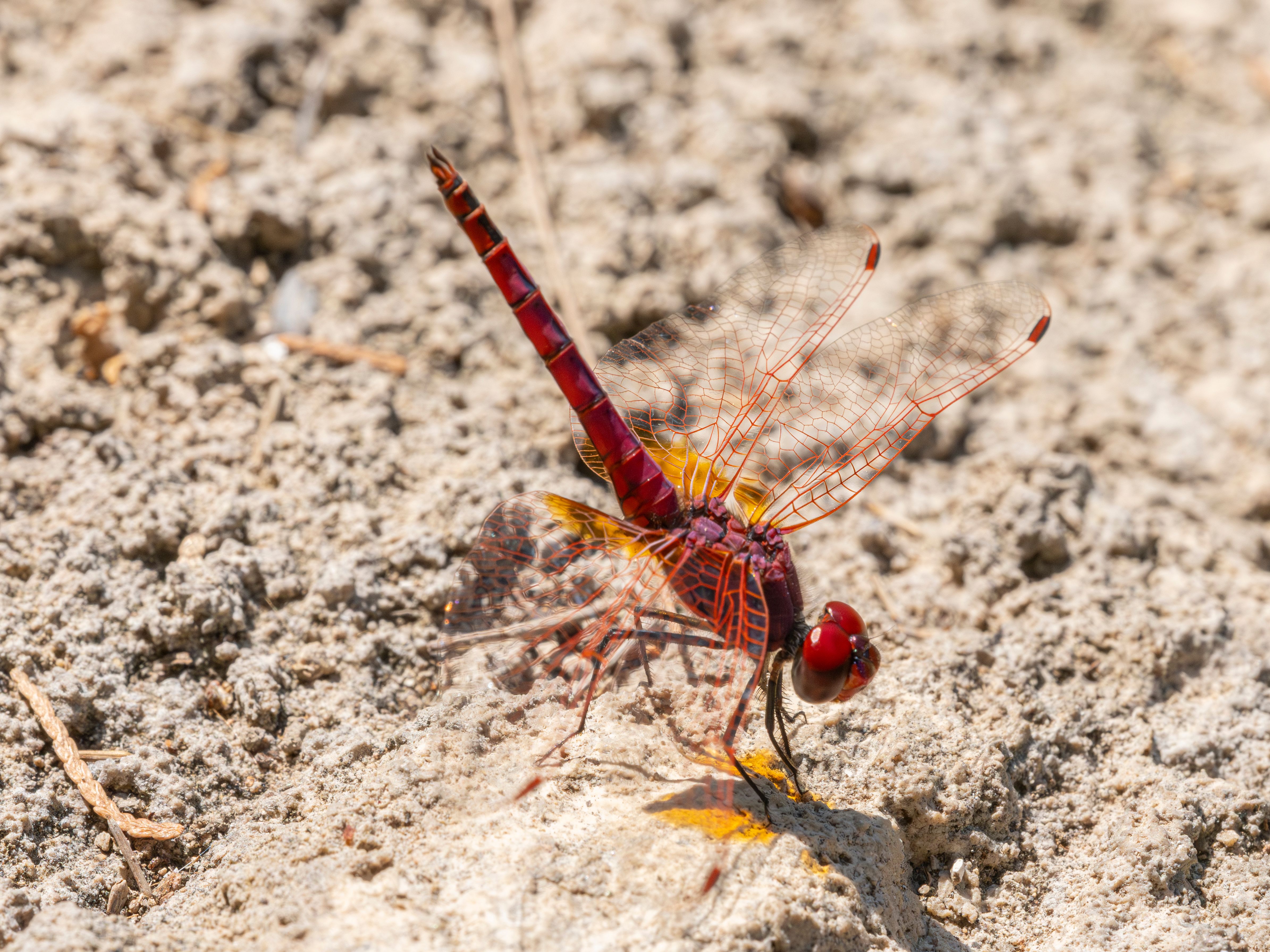 Close-up of a vivid red dragonfly standing on a rock, highlighting its intricate wings.