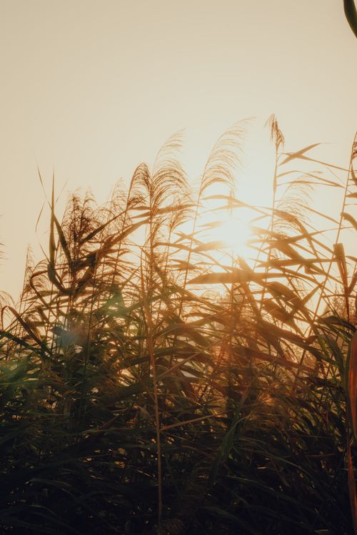 Free Wild grasses silhouetted against a golden sunset in Adana, Türkiye, creating a tranquil and dreamy atmosphere. Stock Photo