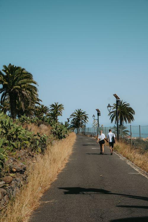 Free A couple enjoys a peaceful walk along a palm-lined path in Alajeró, Canary Islands. Stock Photo