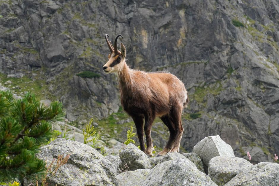 A chamois stands on rocky terrain in a mountainous landscape, showcasing nature's beauty.