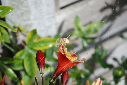 Free A detailed shot of a spider on a vibrant red flower with a dewy spider web in a lush garden setting. Stock Photo