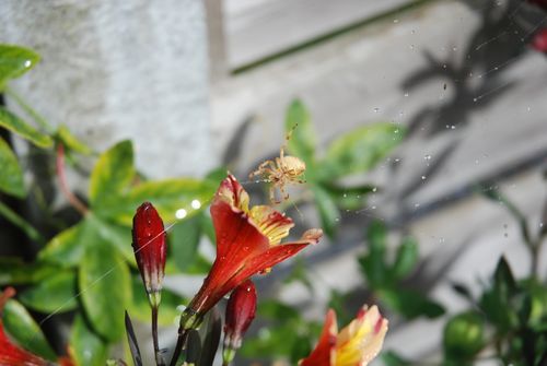 Free A macro shot of a spider on red Alstroemeria flowers covered in water droplets. Stock Photo