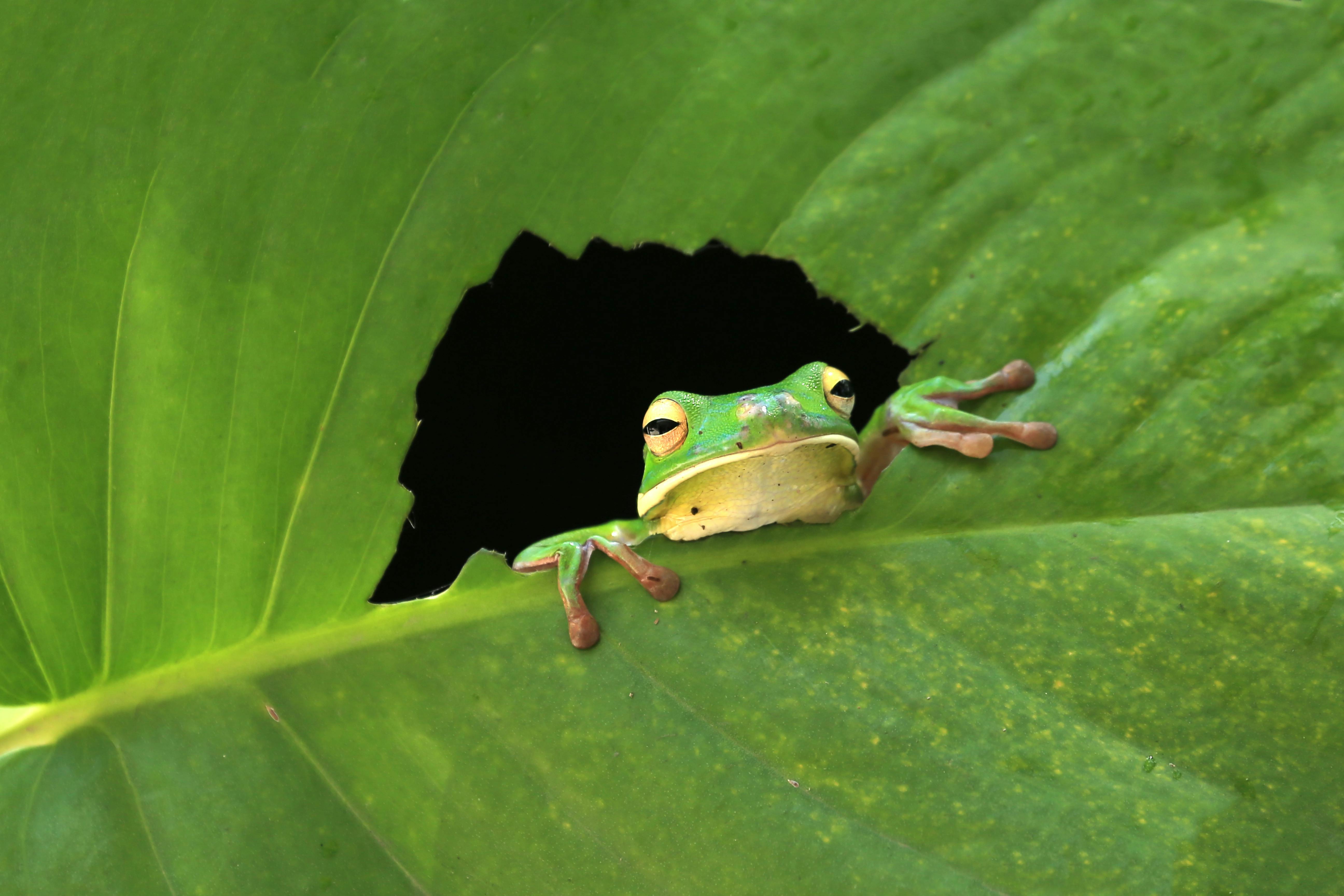 screaming frog seo spider