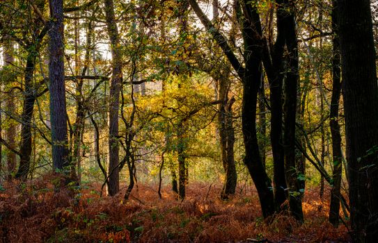 Golden sunlight filters through a serene autumn forest in Lage Vuursche, Nederland.