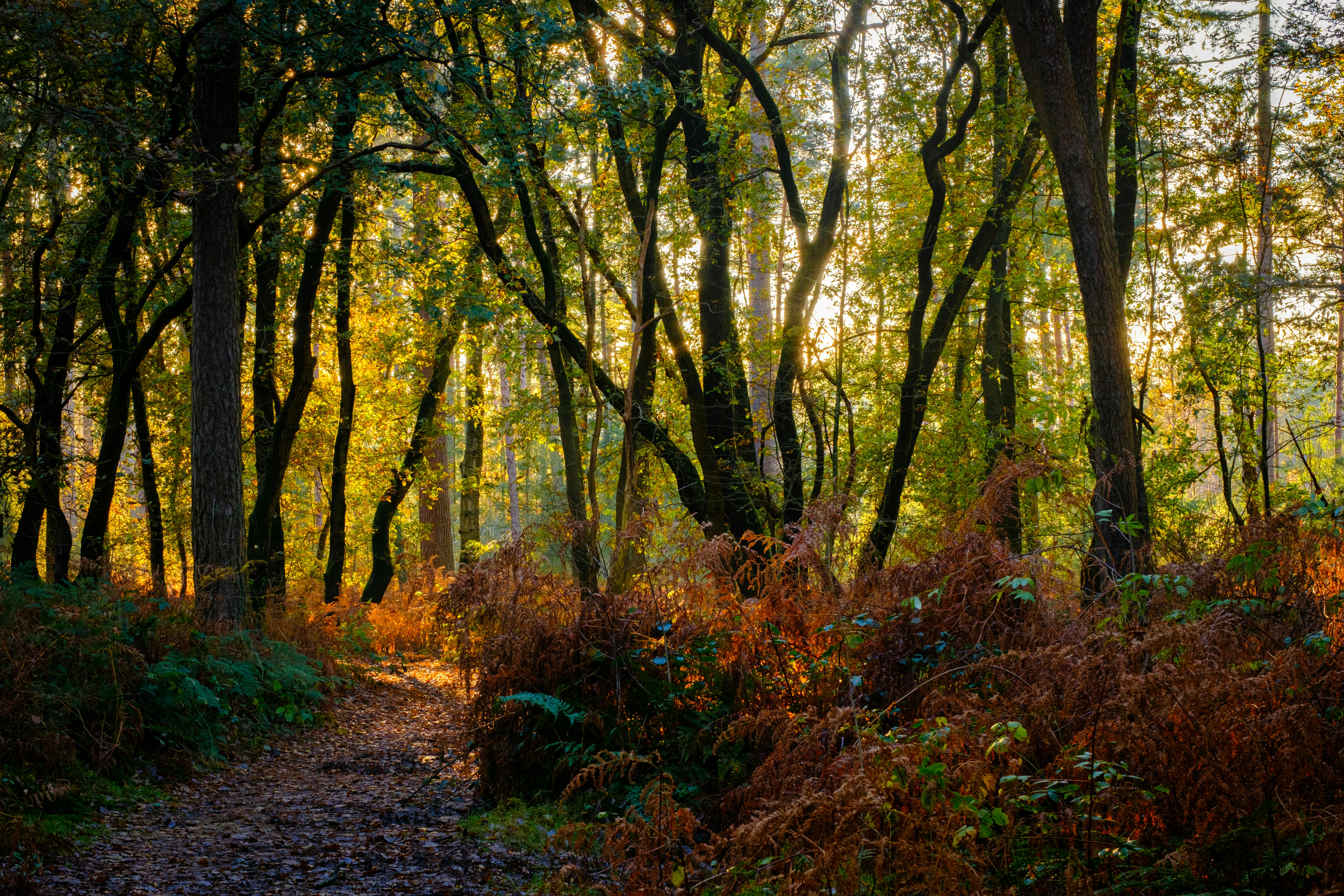 Lage Vuursche