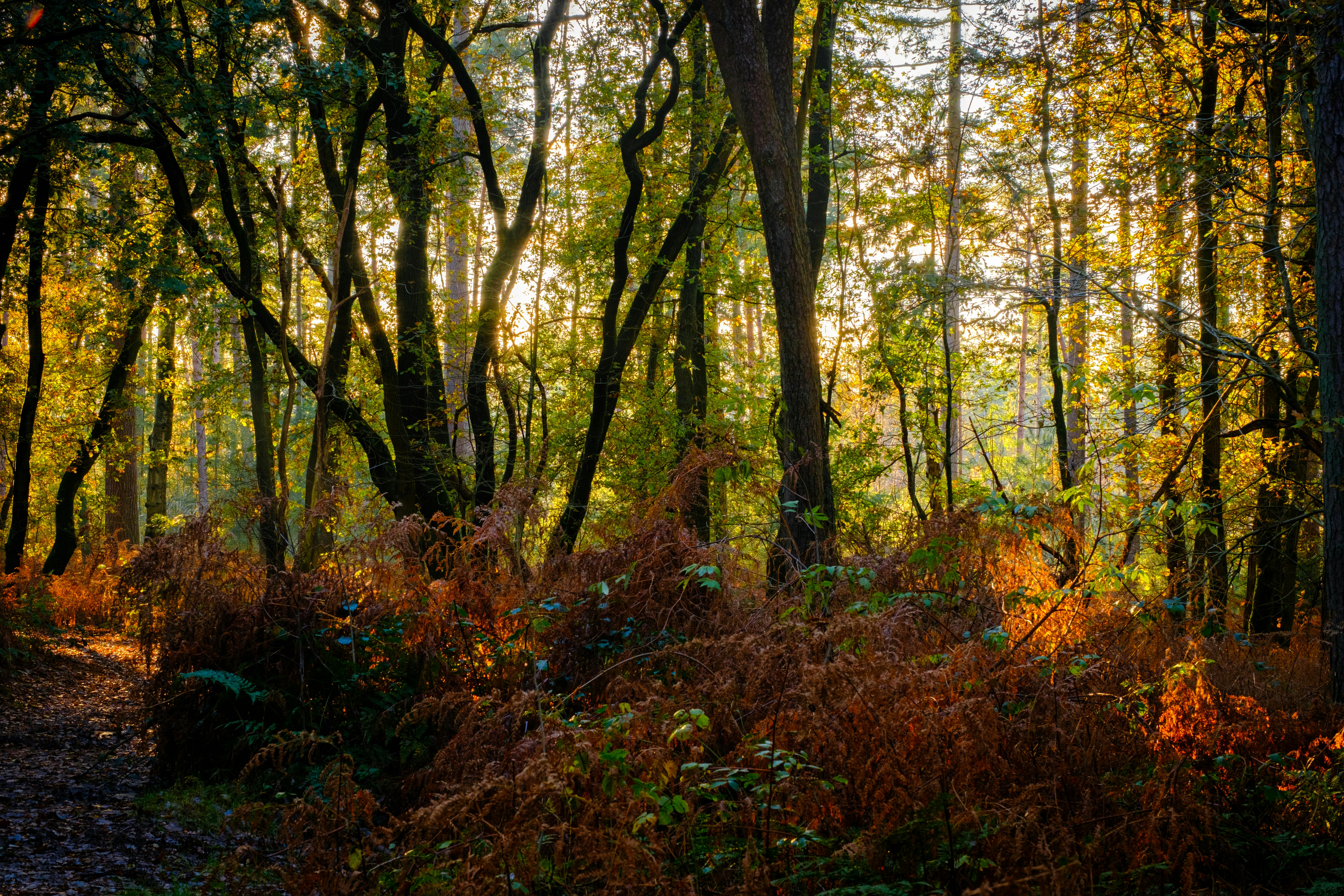 Geheimnisse der Herbstzeitlosen: Der herbstliche Zauber der Bio-Gärtnerei