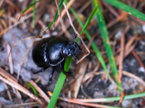 A striking macro photo of a black beetle navigating through garden grass.