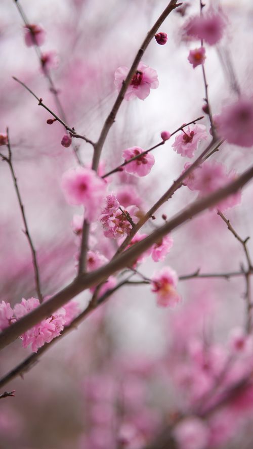Free Delicate pink cherry blossoms blooming on branches, signaling spring's arrival. Stock Photo