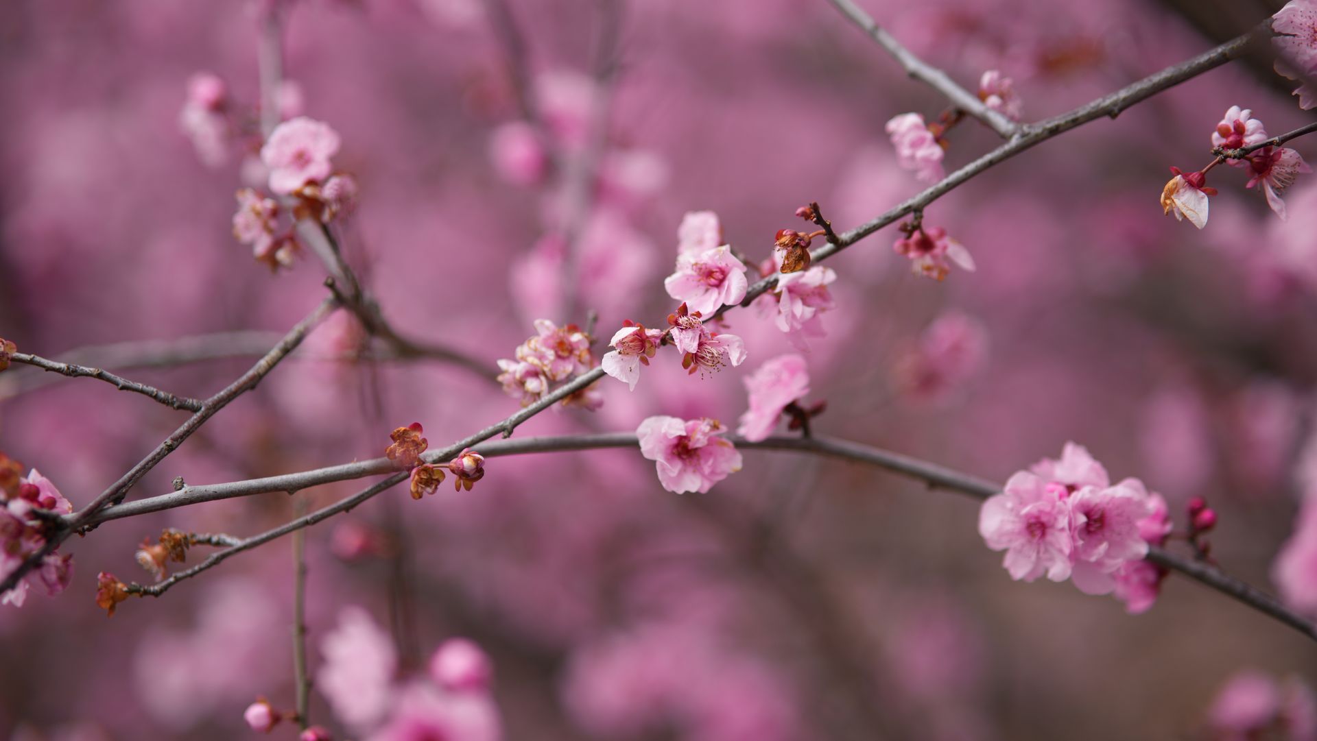 Beautiful pink cherry blossoms in full bloom during spring, highlighting nature's vibrant color palette.