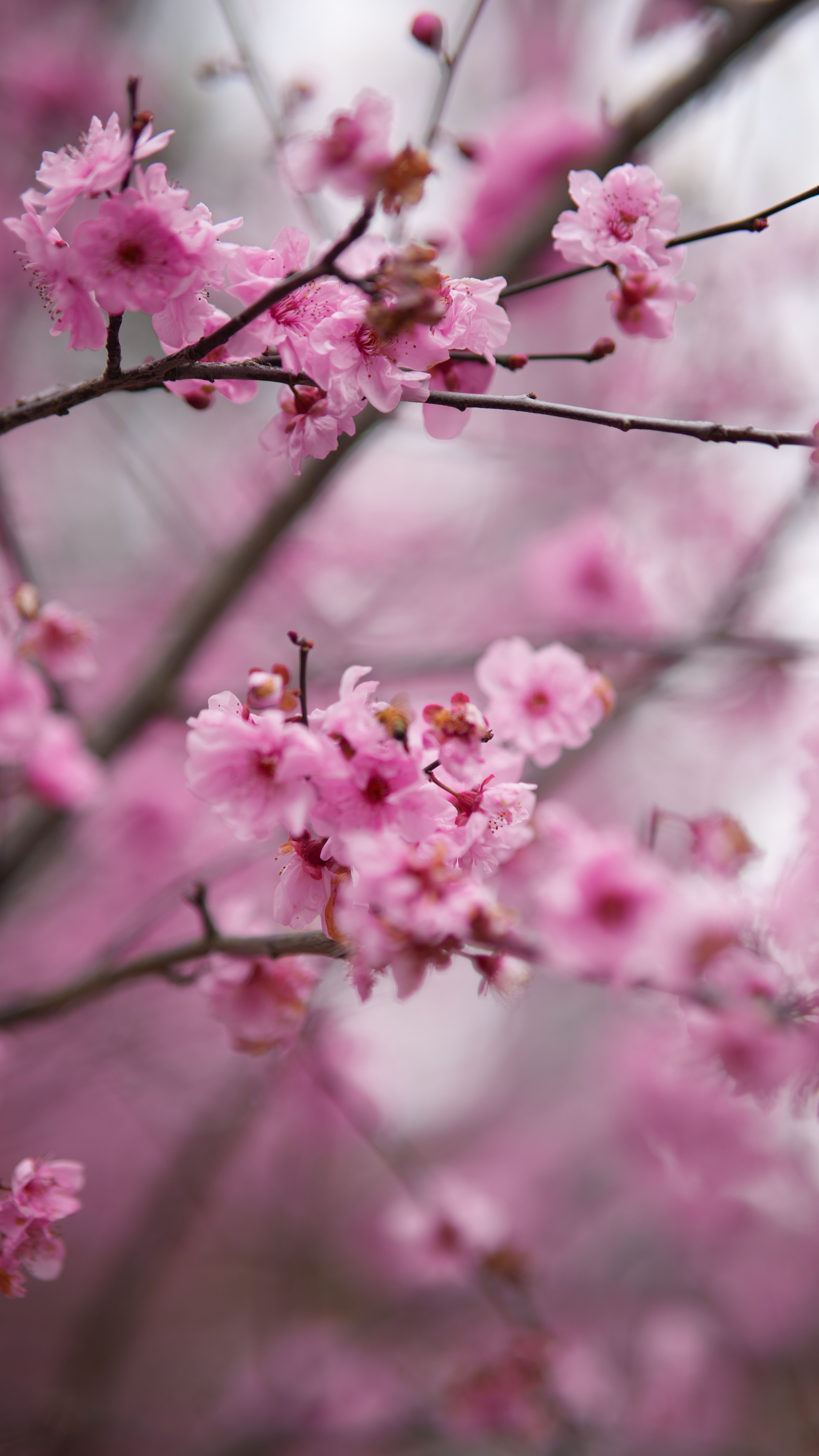 Close-up of Blooming Pink Cherry Blossoms in Spring · Free Stock Photo