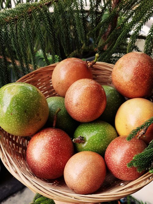 Free Close-up of a basket filled with ripe tropical passion fruits outdoors, showcasing freshness and vibrant colors. Stock Photo