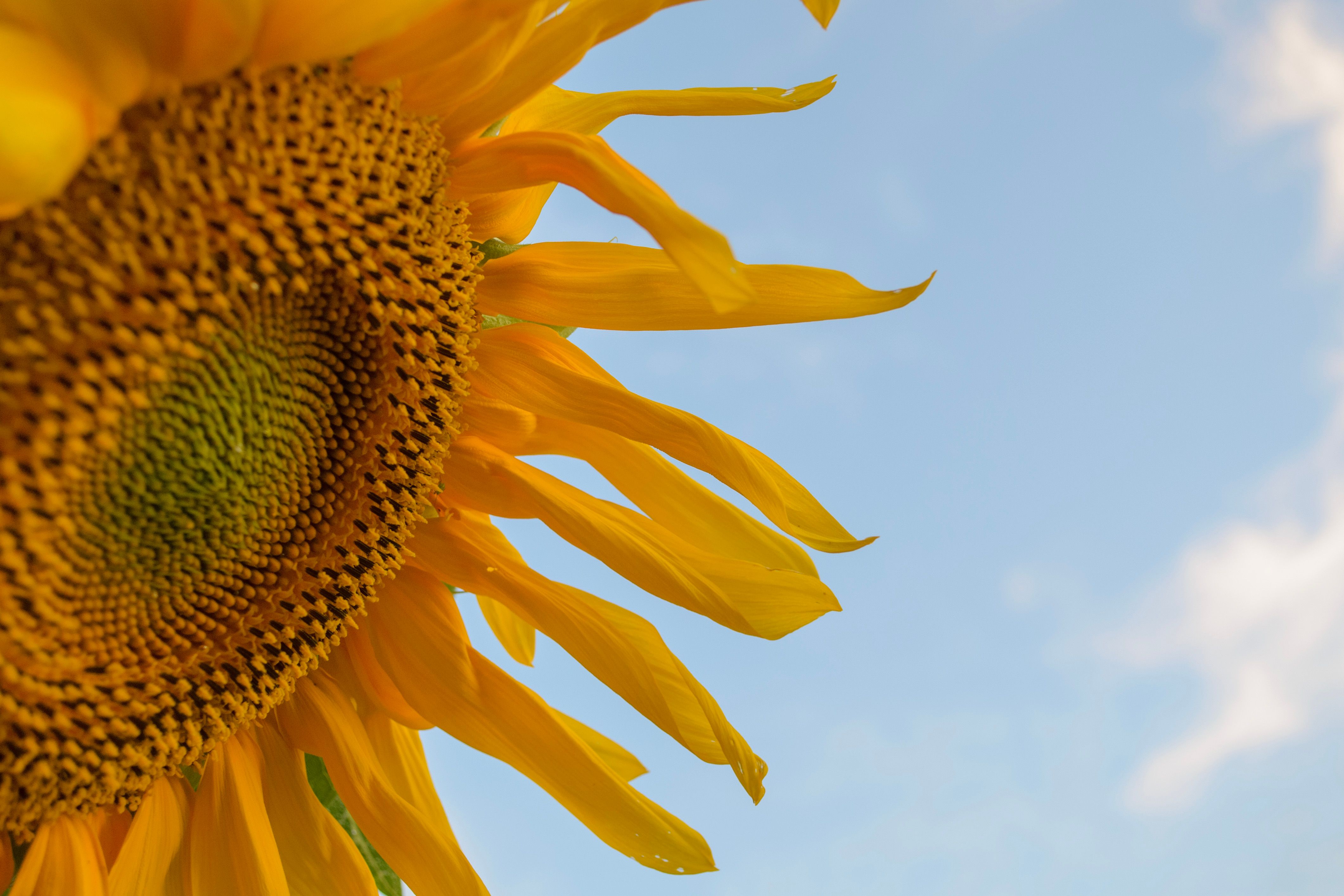 Close-Up of Vibrant Sunflower Against Blue Sky · Free Stock Photo