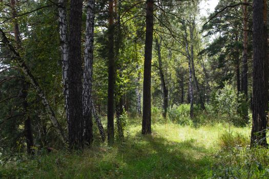 Sunlit path in a peaceful birch forest, evoking tranquility and natural beauty.