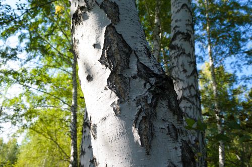 Free Detailed view of birch tree bark in a sunlit summer forest, highlighting natural textures. Stock Photo