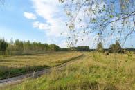 Peaceful Summer Birch Field Landscape