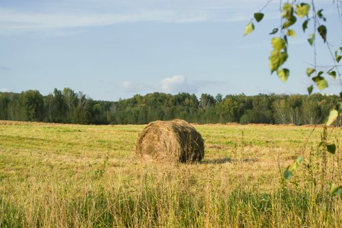 Free Tranquil summer field with hay bale, birch leaves, and forest background under a clear sky. Stock Photo