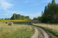 Tranquil Countryside Path in Summer Field