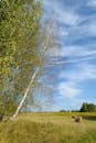 Serene Birch Tree in Open Summer Field