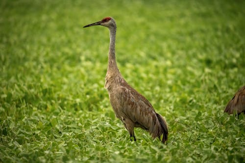 Spot America’s Tallest Bird at This Hidden National Park Gem