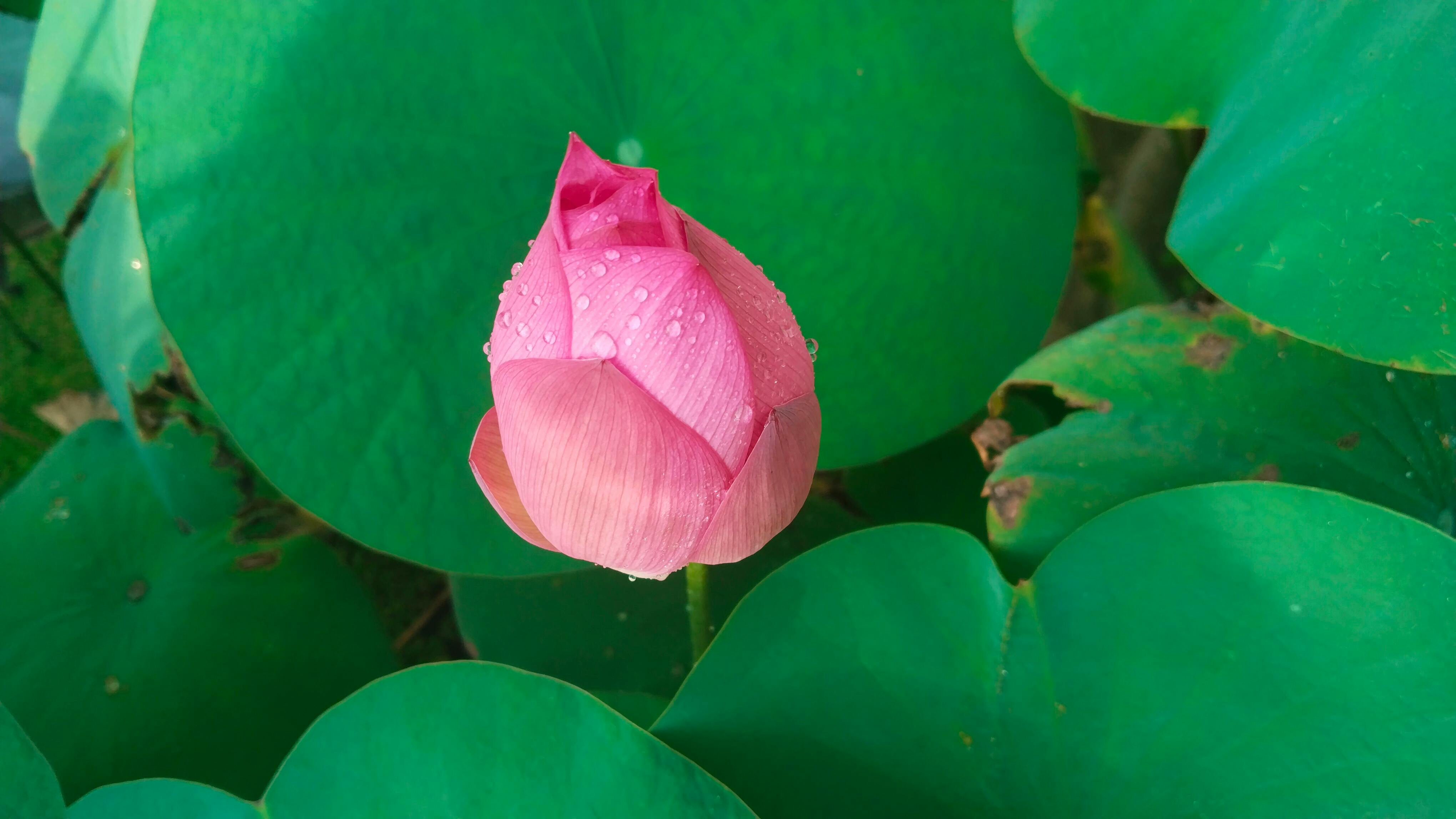 Secret Organic Tips for the Art of Planting Lotus Seeds