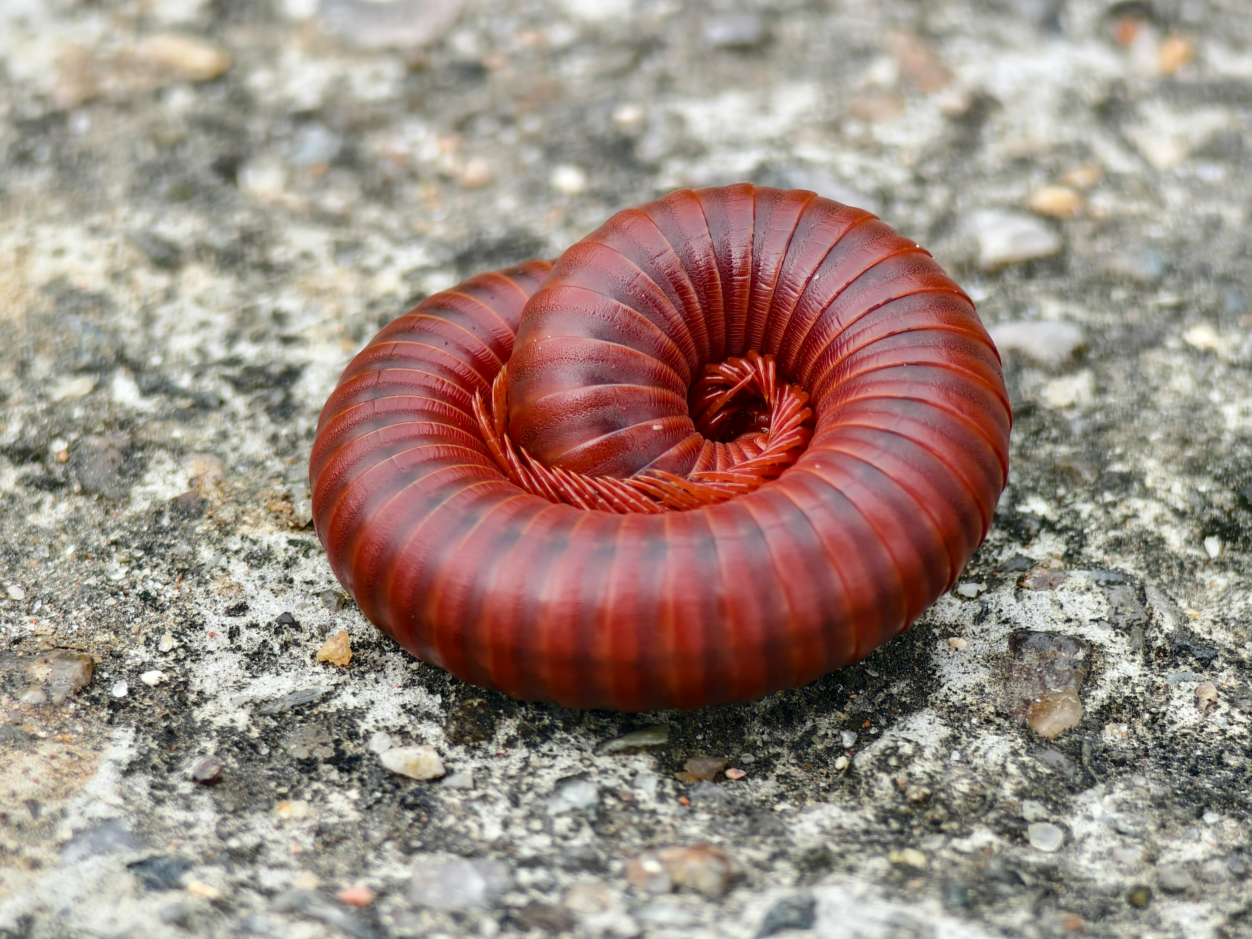 Close‑up macro photo of a brown millipede on leaf litter