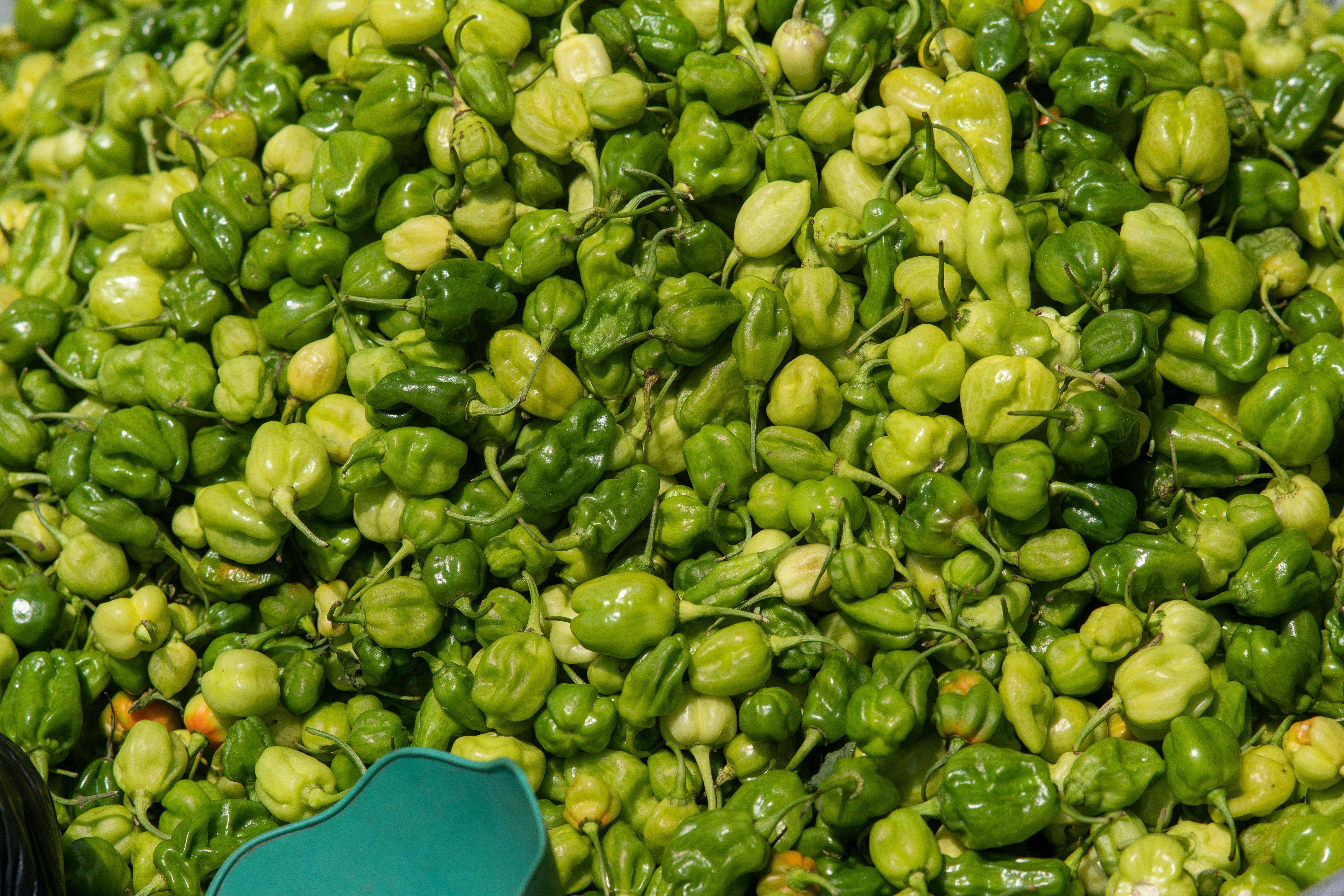 Ultimate Guide to Organic Plant Nutrition