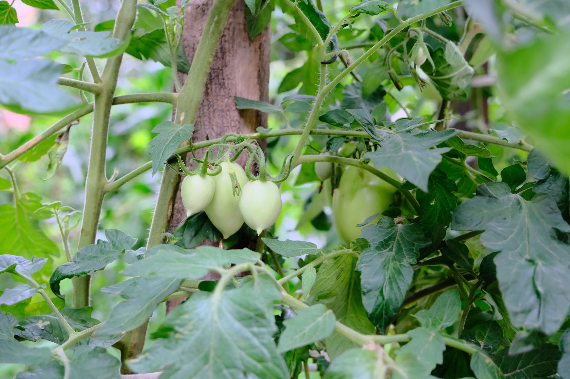 Trellised Melon Vine A healthy trellised melon vine with ripening fruit and green leaves