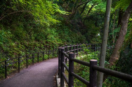 Free Peaceful forest pathway surrounded by lush greenery and wooden railing. Stock Photo